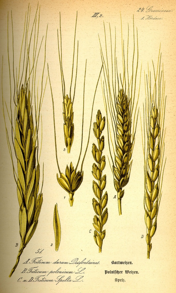 пшеница 1.jpg