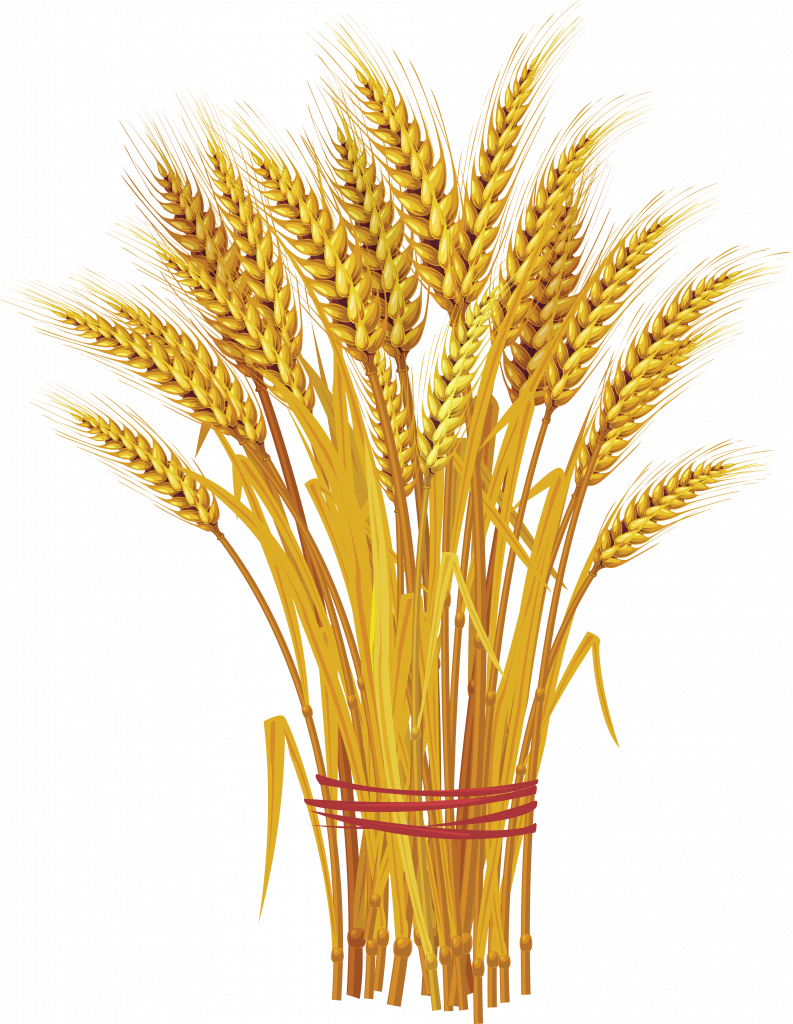 пшеница.png