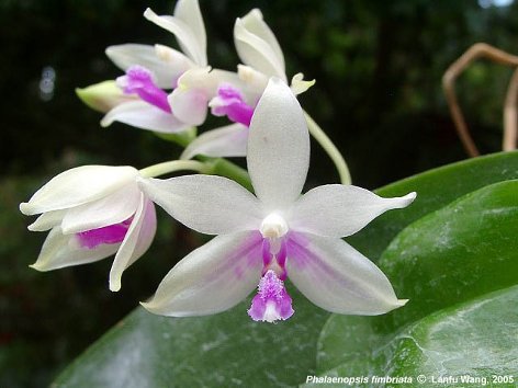 орхидея фал.jpg